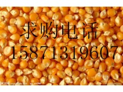 旺川饲料诚信求购玉米高粱碎米肉骨粉次粉