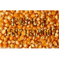 旺川饲料诚信求购玉米高粱碎米肉骨粉次粉图片