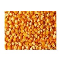 旺川求购玉米棉粕碎米青饼图片