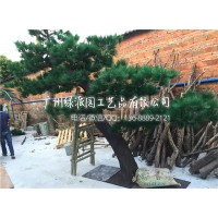 户外摆设耐用抗晒仿真松树人造绿松树 纪念堂装饰仿真罗汉松树图片