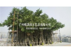 店铺装饰金叶子榕树 祈福树 许愿树人造金色榕树 仿真金榕树