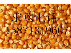 旺川常年求购黄豆玉米高粱大麦麸皮图片