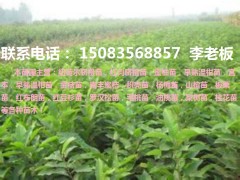 赣州优质纽荷尔脐橙苗,早熟脐橙苗,早熟温柑苗等各种果树苗！