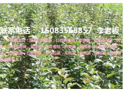 宁都优质纽荷尔脐橙苗,早熟脐橙苗,梨树苗等各种果树苗！