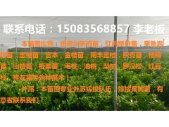赣南红肉脐橙苗,卡拉卡拉脐橙苗,塔罗科脐橙苗等各种果树苗！