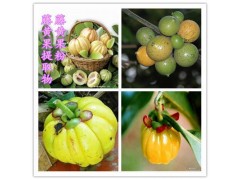 藤黄果提取物95%天然优质羟基柠檬酸HCA 量大从优图片