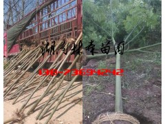 栾树价格,3公分4公分5公分6公分8公分栾树价格图片