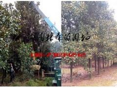 广玉兰,14-15公分广玉兰价格,18-20公分广玉兰价格图片