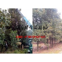 12公分广玉兰价格,15-18公分广玉兰价格,广玉兰基地供应图片