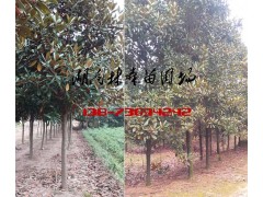 18-20公分广玉兰价格,15公分19公分20公分广玉兰价格图片