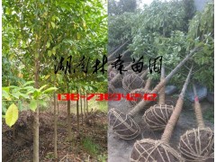 8-10公分乐昌含笑价格,10-12公分乐昌含笑价格图片