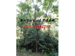 5-6公分栾树价格,8公分10公分12公分15公分栾树价格