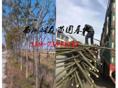 栾树价格8公分-10公分-12公分-15公分栾树价格