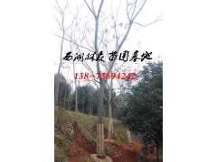 14-15公分栾树价格,18公分19公分20公分栾树价格