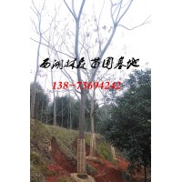 14-15公分栾树价格,18公分19公分20公分栾树价格