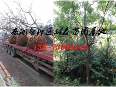 18-20公分栾树价格,15-18公分栾树价格