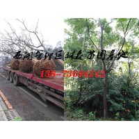 18-20公分栾树价格,15-18公分栾树价格