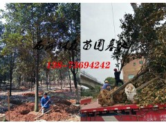 12公分广玉兰价格,15公分/18公分/20公分广玉兰价格图片