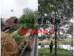18-20公分香樟价格,22-25公分香樟价格