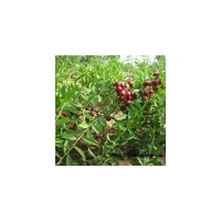 供应农大钙果苗一年钙果苗 二年钙果苗图片