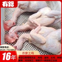 有路食品直销的蛋鸡白条，种鸡白条，适用于月子鸡，盐焗鸡图片