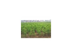 刺槐苗 刺槐树 国槐苗 国槐树