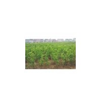 枣树苗 连翘苗 刺槐苗 皂角苗图片