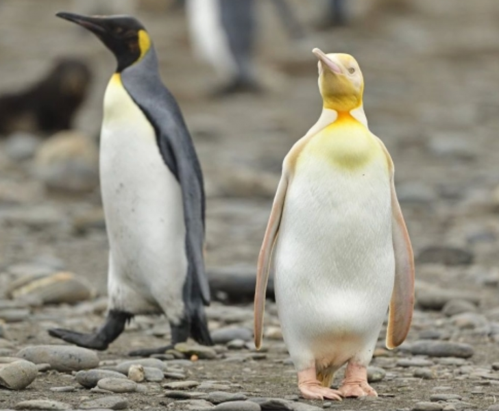 南极发现全球首只黄金企鹅