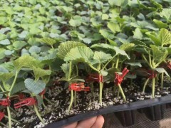 遵化博洋61甜瓜苗 原包装德瑞特种子育苗图片