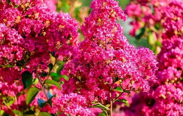适合种庭院里的花树（4种经典名花树）(3)