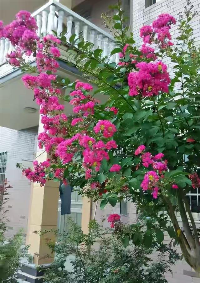 适合种庭院里的花树（4种经典名花树）(8)