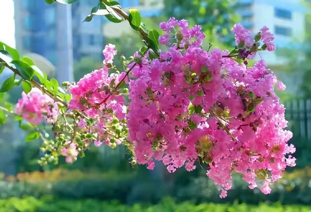 适合种庭院里的花树（4种经典名花树）(4)