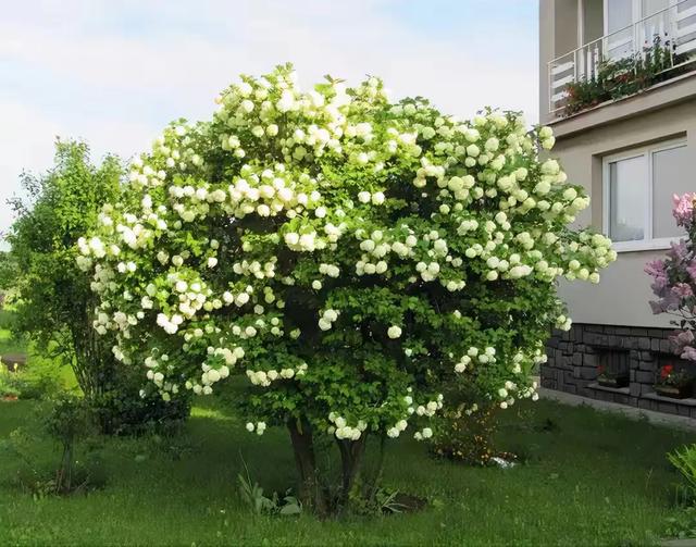 适合种庭院里的花树（4种经典名花树）(21)